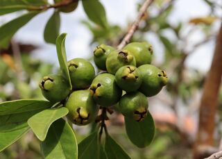 Depois da manga e da seriguela, araçá começa a aparecer nos bairros