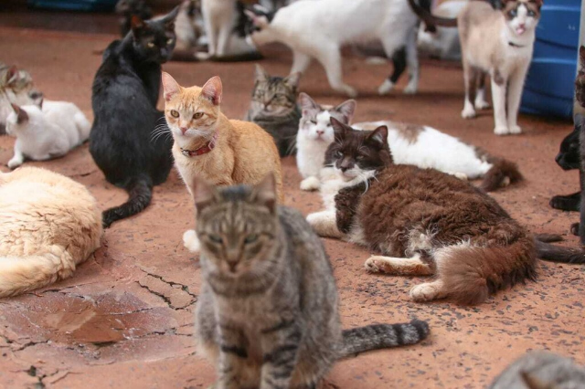 TJ manda Prefeitura voltar a acolher animais e pagar custos de ONGs