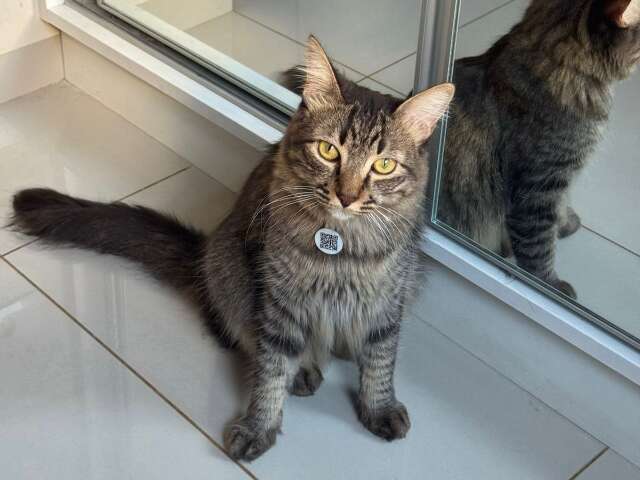 Tutora procura gato rajado que sumiu durante mudan&ccedil;a no Bairro Iracy Coelho