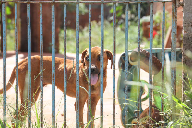 TJ restabelece liminar e obriga munic&iacute;pio assumir acolhimento de animais