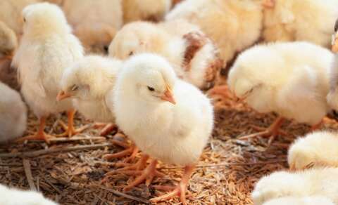 Peru escolhe empresas de &Aacute;gua Clara para fornecer material gen&eacute;tico animal