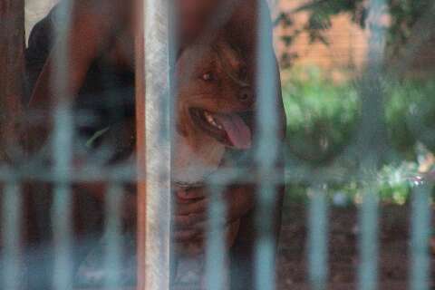 Pitbull que atacou gr&aacute;vida j&aacute; havia ferido crian&ccedil;a de 4 anos, admite tutora