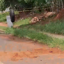 Trabalhador &eacute; atacado por dezenas de abelhas durante escava&ccedil;&atilde;o em Aquidauana