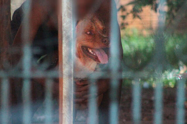 Pitbull que atacou gr&aacute;vida j&aacute; havia ferido crian&ccedil;a de 4 anos, admite tutora