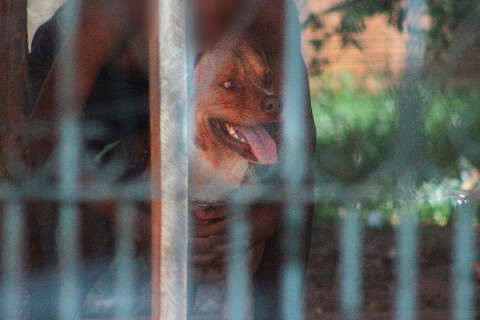 Pitbull que atacou gr&aacute;vida j&aacute; havia ferido crian&ccedil;a de 4 anos, admite tutora