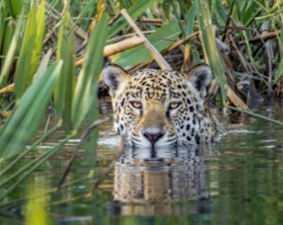 Fundador do On&ccedil;afari recebe principal pr&ecirc;mio mundial de empreendedorismo 