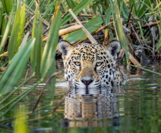 Fundador do On&ccedil;afari recebe principal pr&ecirc;mio mundial de empreendedorismo 