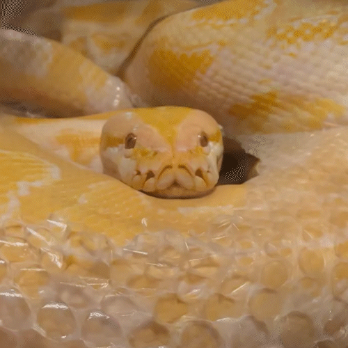 Bioparque flagra troca de pele da p&iacute;ton Capitu em cativeiro