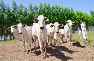 Arroba do boi sobe e desce em ciclos que refletem decis&otilde;es tomadas no campo 