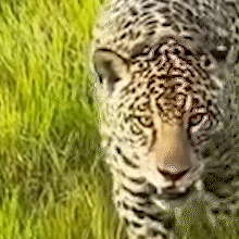 On&ccedil;a Aracy surpreende ao chegar perto de ve&iacute;culo de saf&aacute;ri no Pantanal