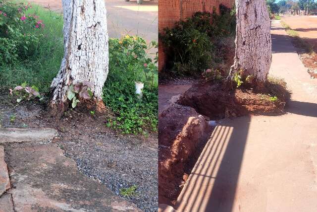 Obra ignora &aacute;rvore com risco de queda e moradores vivem com medo no Noroeste