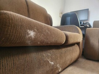 Como lidar com a troca de pelos dos pets nas mudan&ccedil;as de esta&ccedil;&atilde;o?