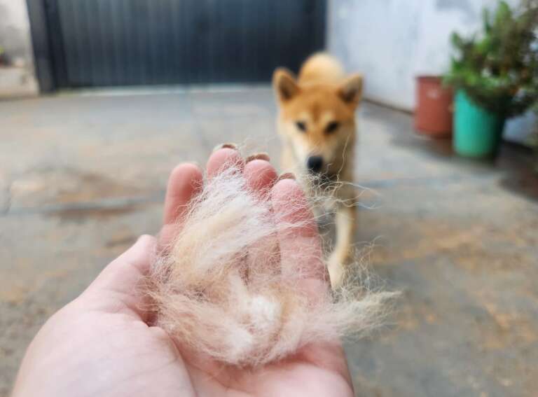 Como lidar com a troca de pelos dos pets nas mudanças de estação?
