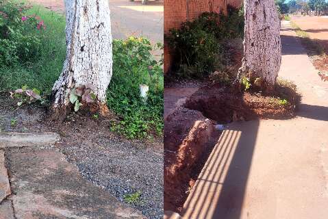 Obra ignora &aacute;rvore com risco de queda e moradores vivem com medo no Noroeste