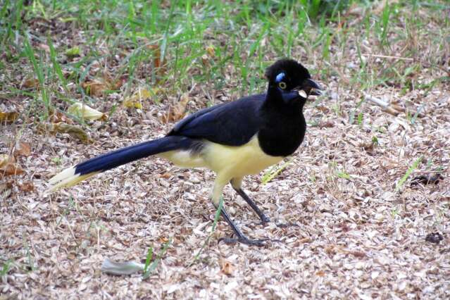 Observa&ccedil;&atilde;o de aves, dica de passeio para os feriados de abril