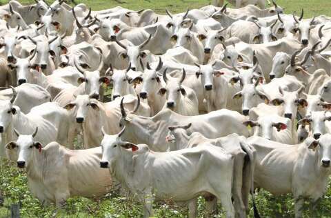 Incentivo fiscal impulsiona alta de 12% no abate de gado org&acirc;nico em MS