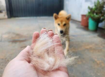 Como lidar com a troca de pelos dos pets nas mudan&ccedil;as de esta&ccedil;&atilde;o?