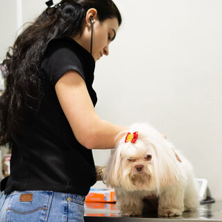 Como lidar com a troca de pelos dos pets nas mudan&ccedil;as de esta&ccedil;&atilde;o?