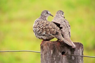 Observa&ccedil;&atilde;o de aves, dica de passeio para os feriados de abril