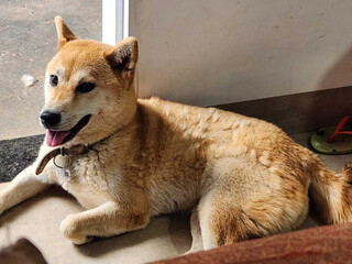 Como lidar com a troca de pelos dos pets nas mudan&ccedil;as de esta&ccedil;&atilde;o?