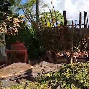 Nilson desafia ind&uacute;stria e insiste na produ&ccedil;&atilde;o de erva-mate caipira