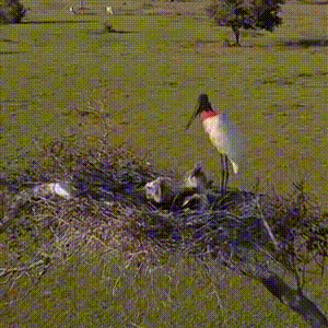 S&iacute;mbolo oficial do Pantanal, fam&iacute;lia de tuiui&uacute;s &eacute; flagrada em ninho natural