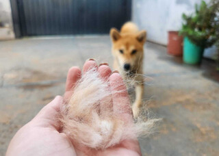 Como lidar com a troca de pelos dos pets nas mudan&ccedil;as de esta&ccedil;&atilde;o?