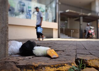 Triste surpresa: Tucano &eacute; encontrado morto na cal&ccedil;ada da Afonso Pena