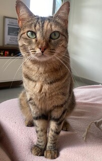 Família procura gata desaparecida há 35 horas no Coronel Antonino Família procura gata desaparecida há 35 horas no Coronel Antonino