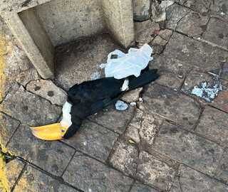 Triste surpresa: Tucano &eacute; encontrado morto na cal&ccedil;ada da Afonso Pena