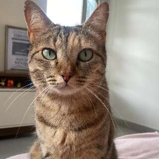 Fam&iacute;lia procura gata desaparecida h&aacute; 35 horas no Coronel Antonino