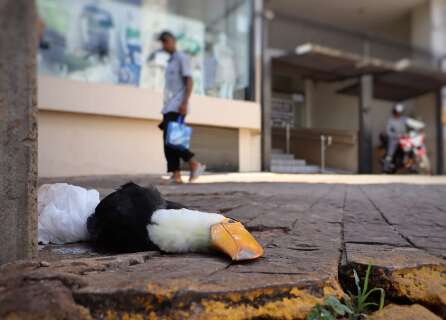 Triste surpresa: Tucano &eacute; encontrado morto na cal&ccedil;ada da Afonso Pena