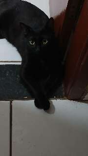 Gato escapa por janela aberta e desaparece na Vila Bandeirantes