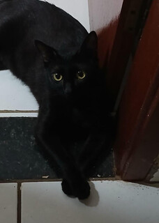 Gato escapa por janela aberta e desaparece na Vila Bandeirantes