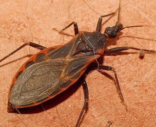 Monitoramento identifica vetores de Chagas e leishmaniose em cidades de MS