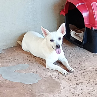 C&atilde;ozinho doado horas antes foge na Guaicurus e tutor pede ajuda