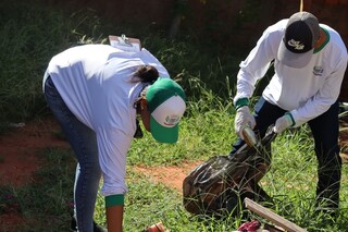 Liderando incidência, Brasilândia decreta emergência por risco de dengue Liderando incidência, Brasilândia decreta emergência por risco de dengue