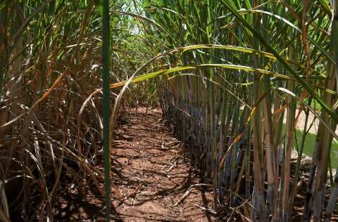 Minist&eacute;rio da Agricultura estabelece par&acirc;metros para cultivo de cana em MS