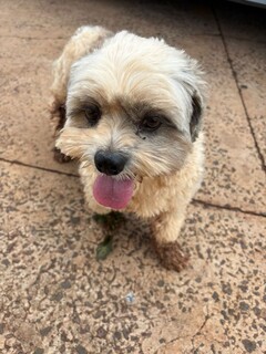 Cachorro da ra&ccedil;a Shih Tzu &eacute; encontrado perdido no bairro Semin&aacute;rio