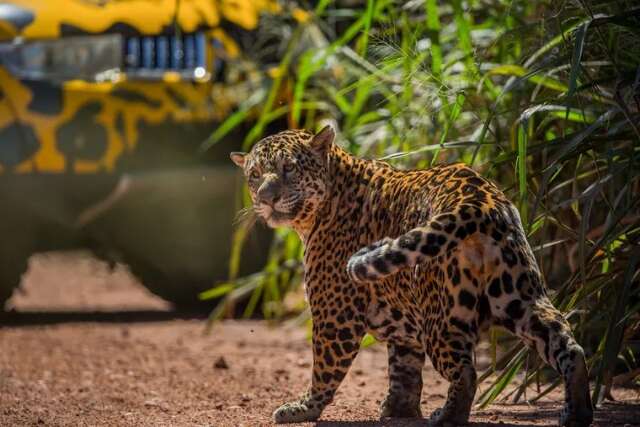 Iniciativa une MS e MT para reduzir conflitos com on&ccedil;as no Pantanal