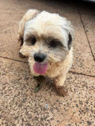 Cachorro da ra&ccedil;a Shih Tzu &eacute; encontrado perdido no bairro Semin&aacute;rio
