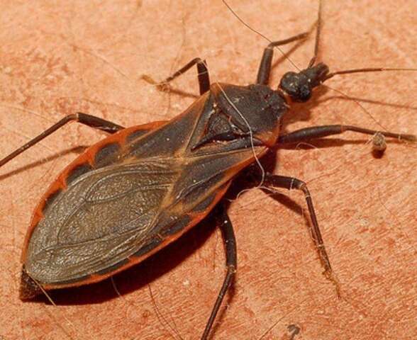 Monitoramento identifica vetores de Chagas e leishmaniose em cidades de MS