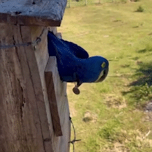 Pesquisadores presenciam primeiro voo de filhote de arara-azul: "momento m&aacute;gico"