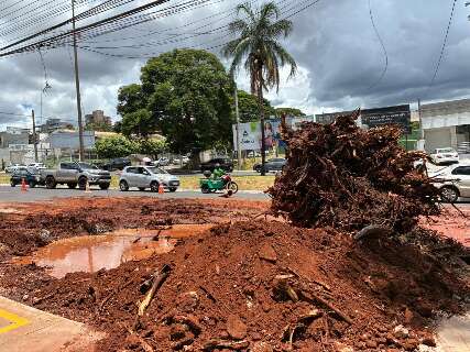 Retirada de &aacute;rvore gigante trava tr&acirc;nsito na Avenida Mato Grosso