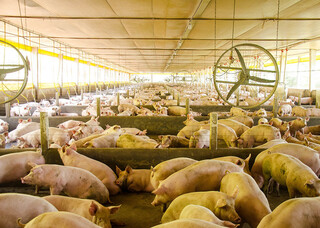 Vigil&acirc;ncia sanit&aacute;ria avan&ccedil;a e pode impactar custo da ra&ccedil;&atilde;o na suinocultura de MS