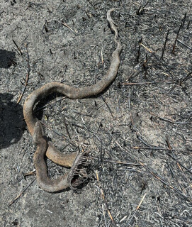 Jiboia carbonizada fica no rastro da destrui&ccedil;&atilde;o do fogo no Pantanal