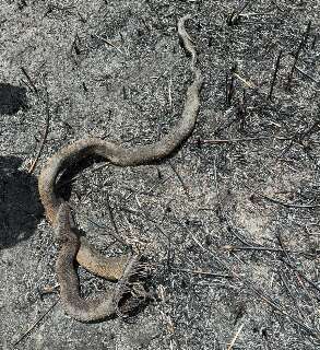 Jiboia carbonizada &eacute; rastro de destrui&ccedil;&atilde;o do fogo no Pantanal