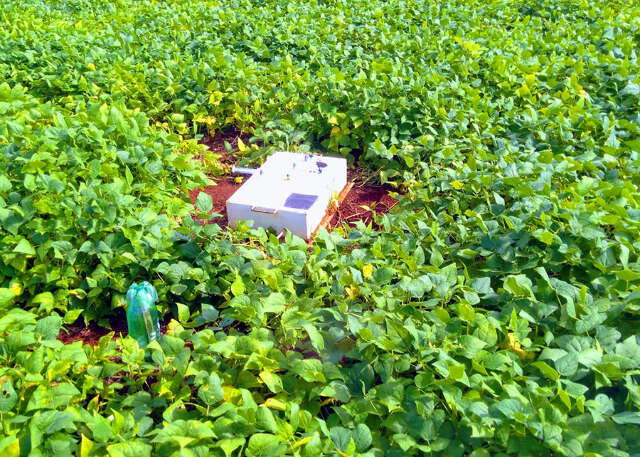 Feij&atilde;o: tecnologia reduz em 50% g&aacute;s que mais aquece o planeta no Cerrado