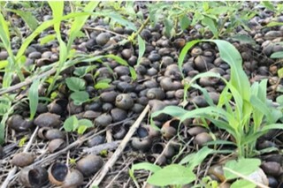 Empresas de Bonito são investigadas por poluição e desmatamento Empresas de Bonito são investigadas por poluição e desmatamento