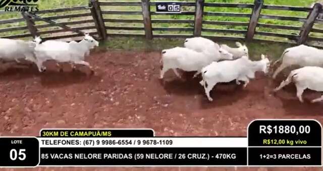 Pecuarista &eacute; acusado de golpe de R$ 8 milh&otilde;es na compra de gado